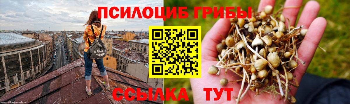 Галлюциногенные грибы Psilocybine cubensis Искитим